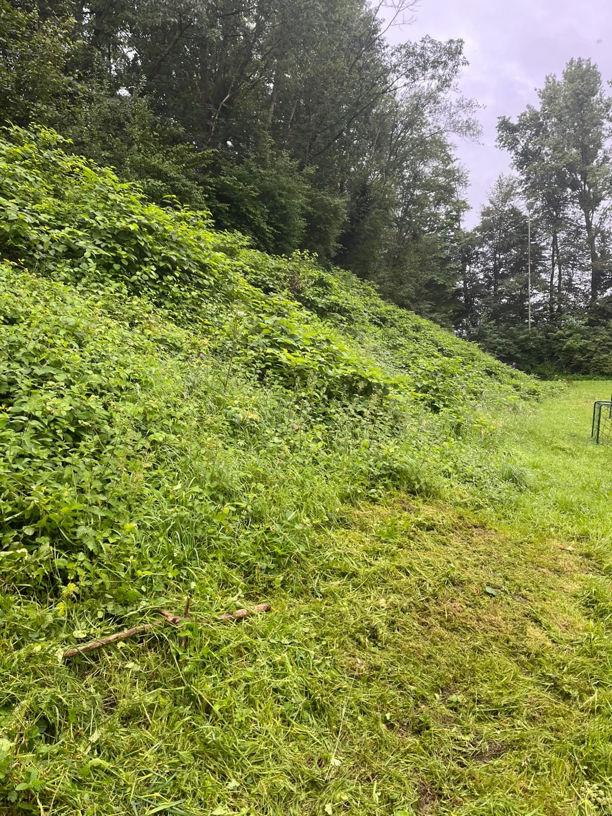 Vollständig überwucherte Böschung am Sportplatz