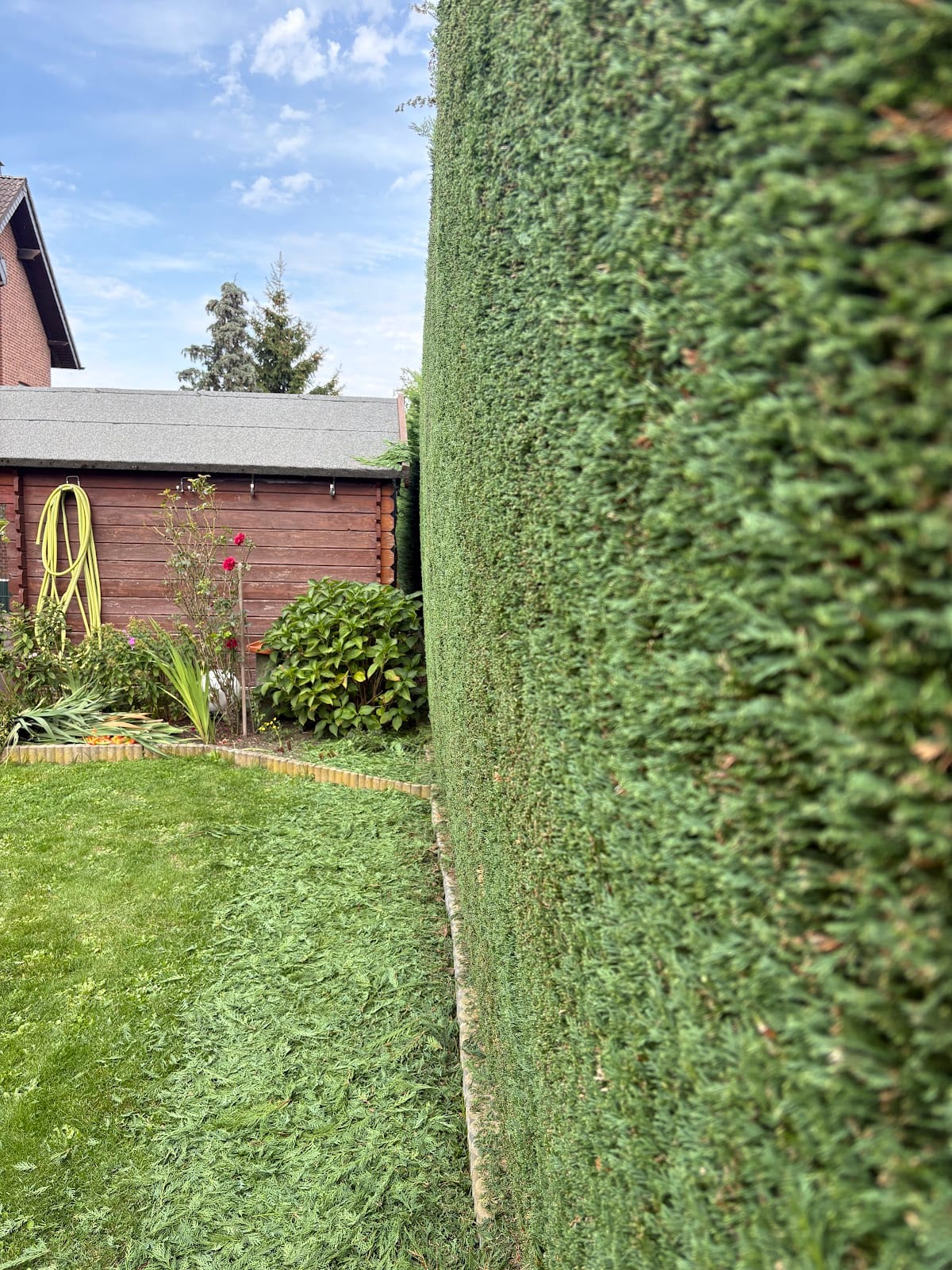 Frisch geschnittene Hecke mit Schnittgut auf dem Rasen