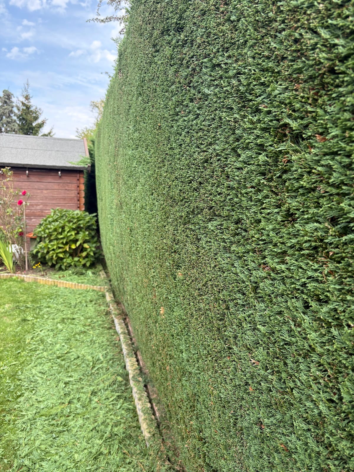 Dieselbe Hecke nach dem Schnitt mit gerader Kante