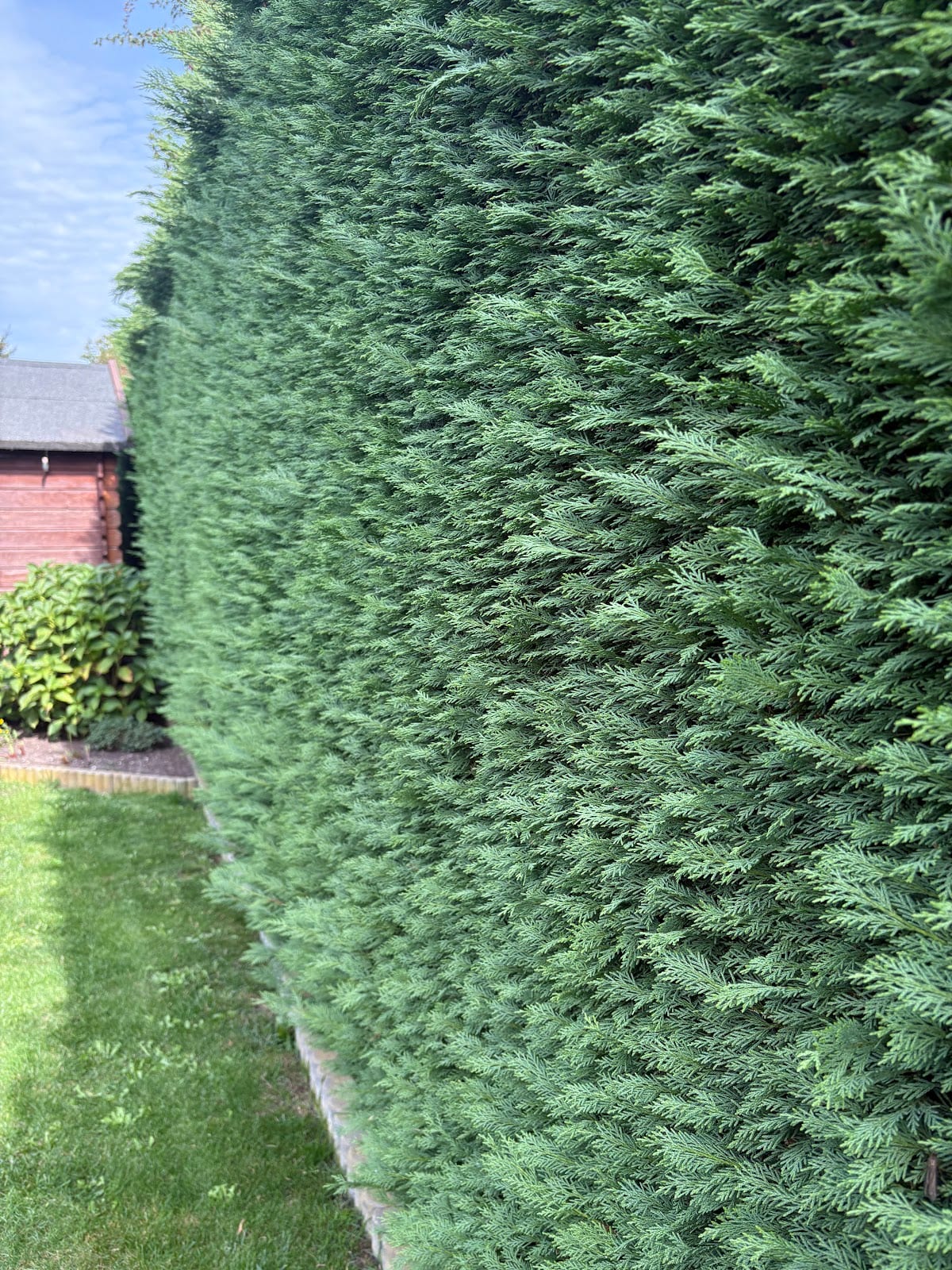 Ausgewachsene, ausladende Thuja-Hecke vor dem Schnitt