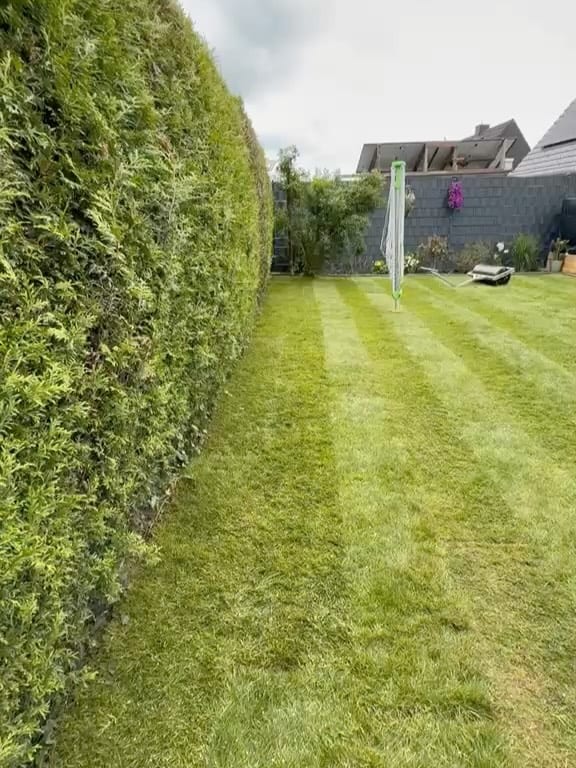 Gemähter Rasen mit Streifen entlang der Hecke