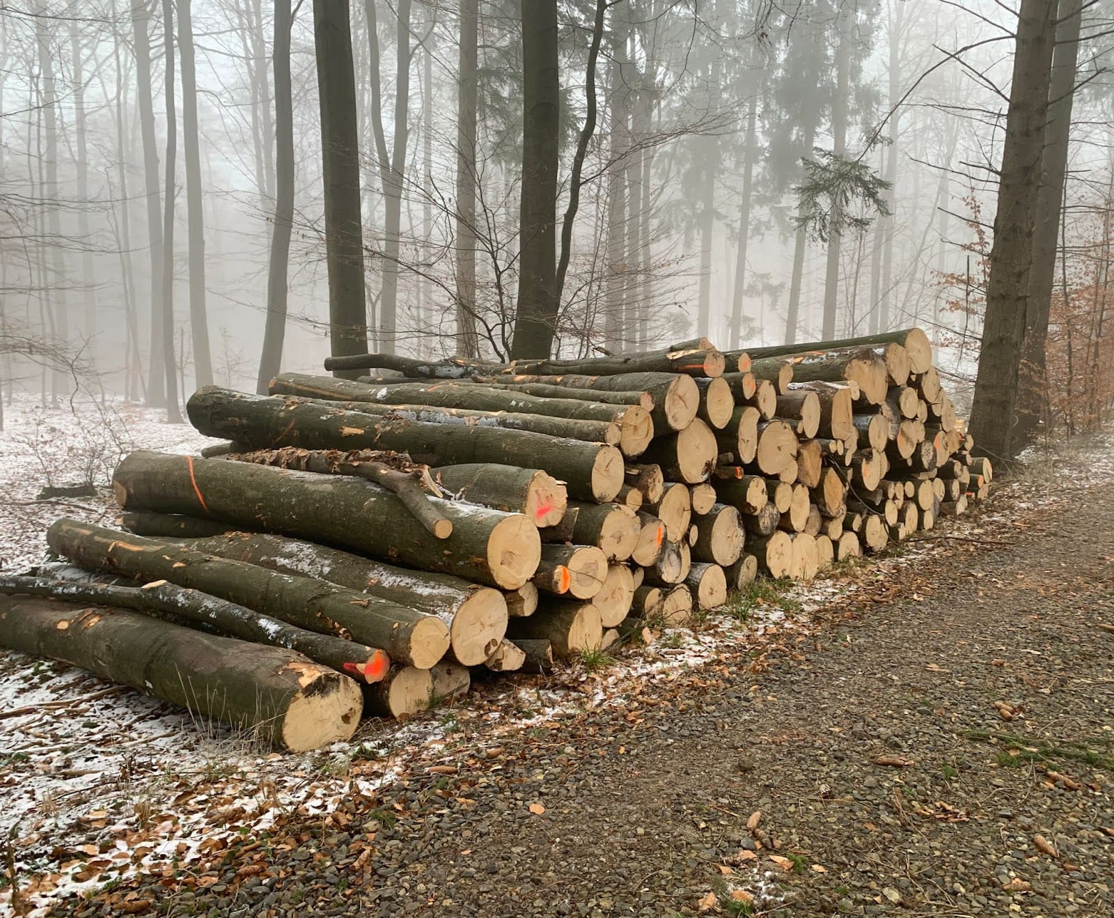 Gestapelte Buchenstämme am Waldweg im Morgennebel