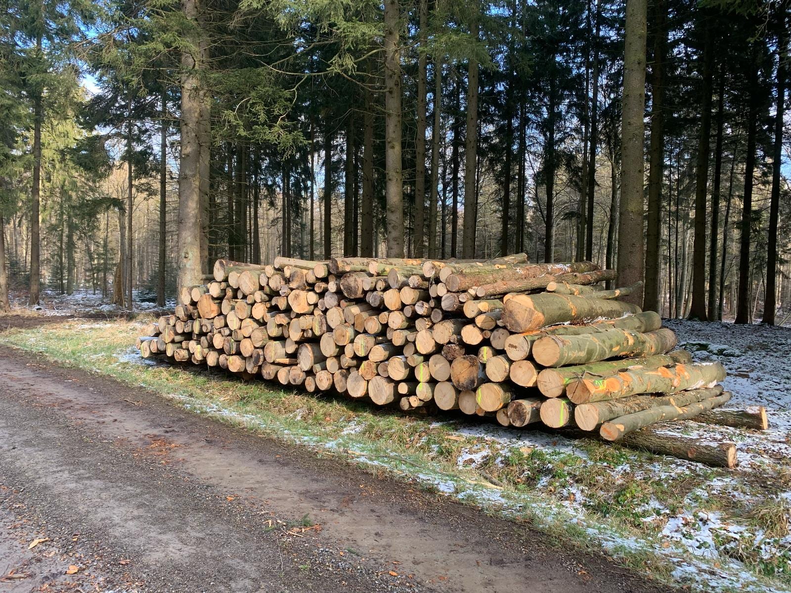 Stammholzpolter im verschneiten Fichtenwald